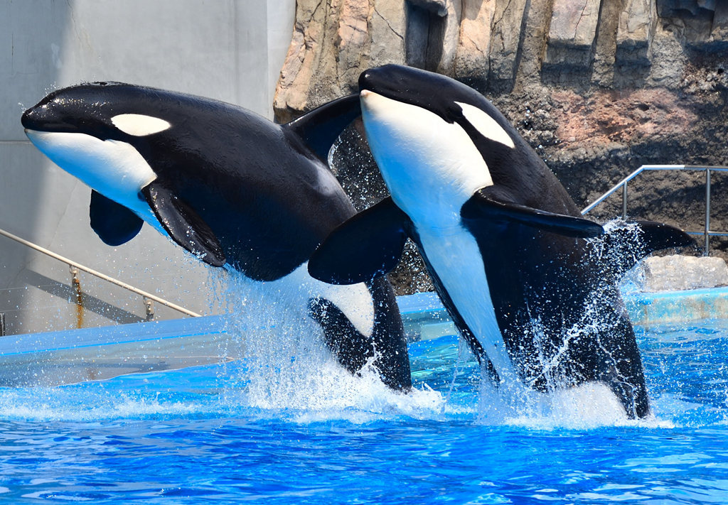 網站近期文章：2026名古屋景點 名古屋港水族館 大型日本水族館 有震撼力十足的虎鯨與海豚表演
