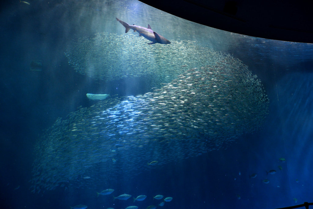 旋風沙丁魚 (1).jpg