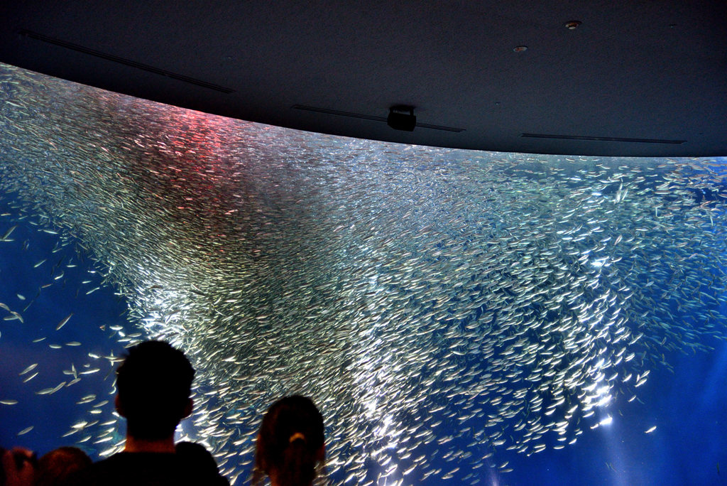 旋風沙丁魚 (3).jpg