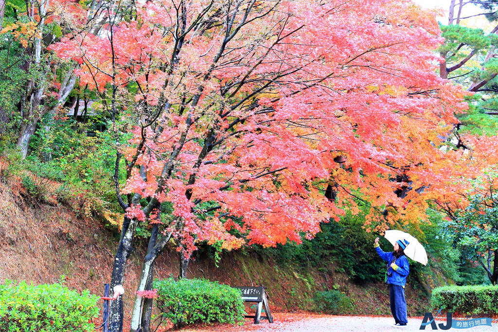 靜岡景點 修善寺虹之鄉 靜岡第一名賞楓景點 靜岡自由行推薦 @AJ的旅行地圖
