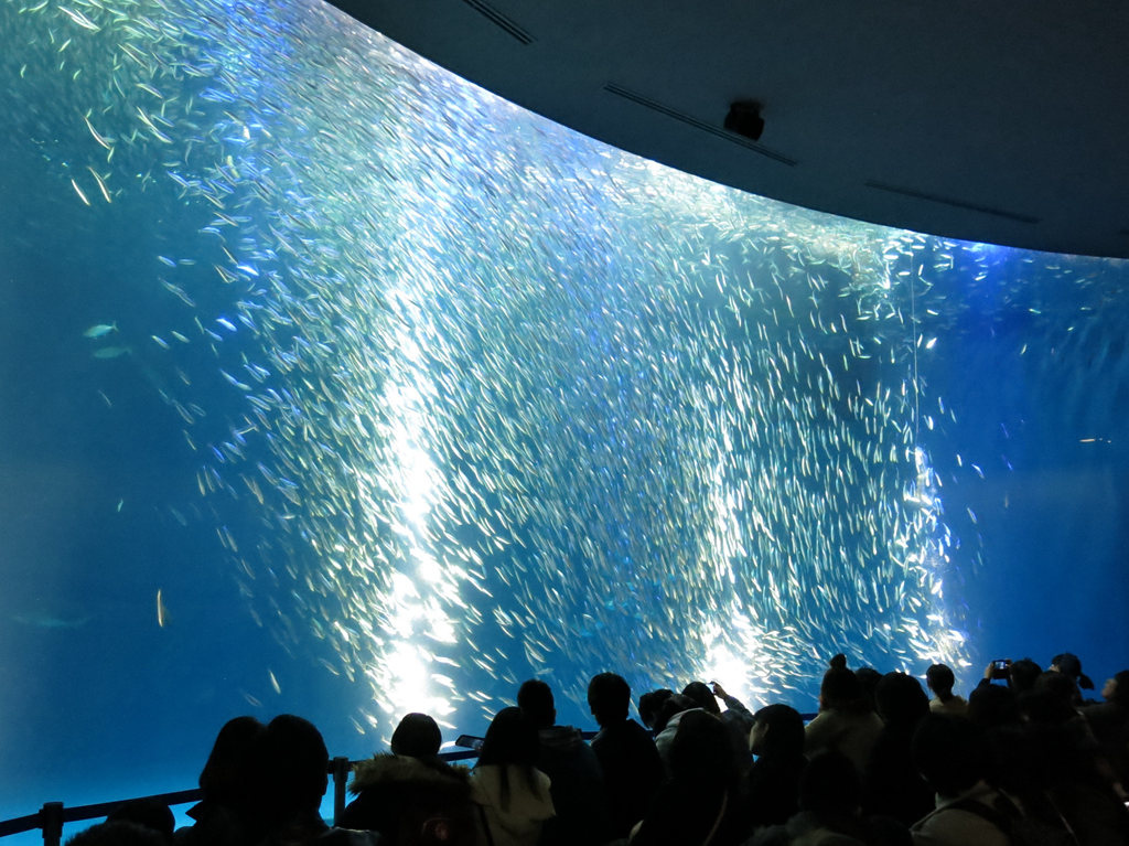 旋風沙丁魚 (4).jpg