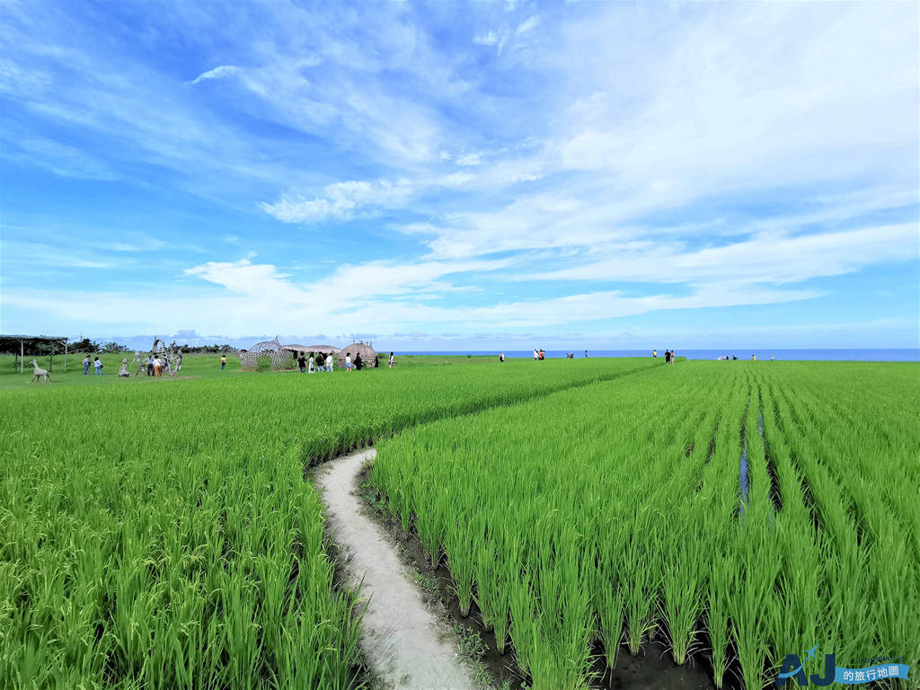 花蓮景點 新社梯田 全台最大的海景梯田 夏天季節限定 @AJ的旅行地圖