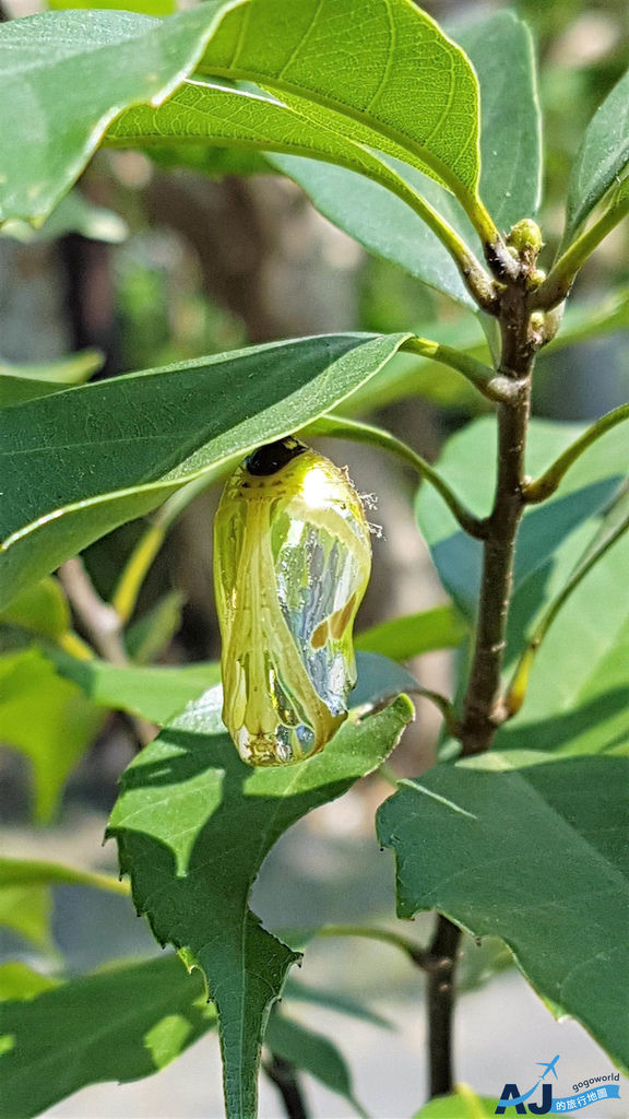 茂林紫斑蝶_170709_0001.jpg