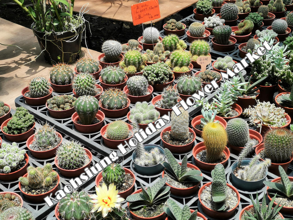 即時熱門文章：高雄景點 高雄勞工公園假日花市 高雄花市買蘭花、多肉植物、小盆栽、雞蛋花的好地方