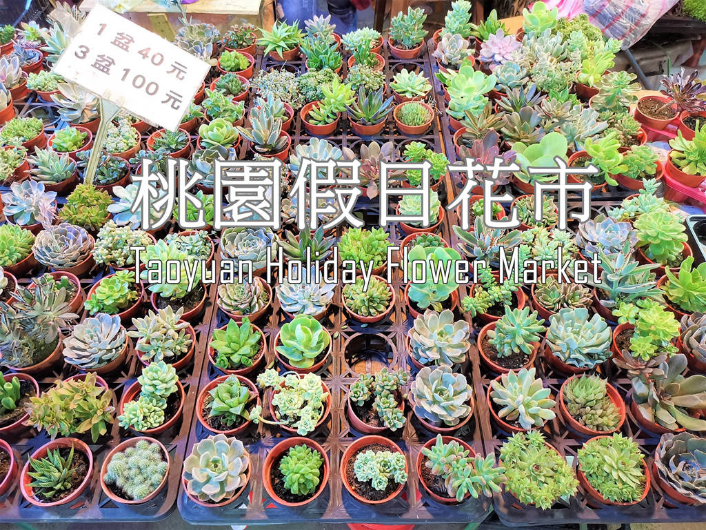 即時熱門文章：2026桃園景點 桃園假日花市、虎頭山假日花市 周末限定的農夫市集