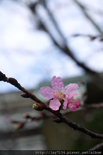 P1090501 P1090501
