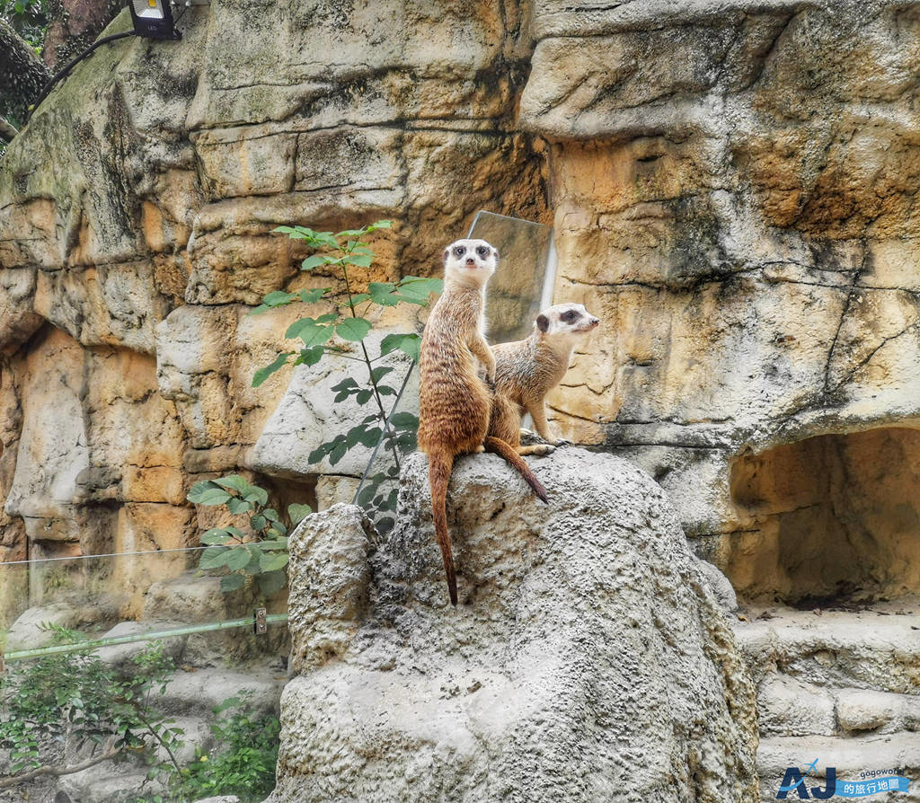 2026台北景點 木柵動物園半日遊：一次看國王企鵝、無尾熊、大貓熊 台北動物園 @AJ的旅行地圖